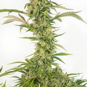 0003207-og-kush-auto-CBD.jpg