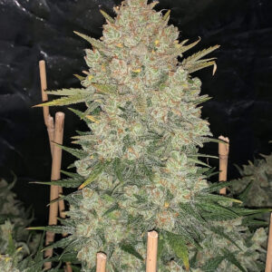 OG Kush Auto Feminizada.jpg