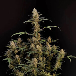 Critical Auto Feminizadas.jpg