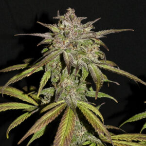 Smoothie Auto Feminizada.jpg