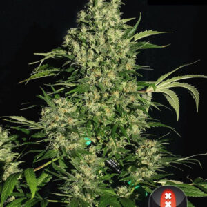 chronic-half-plant---choice-3-pic.jpg