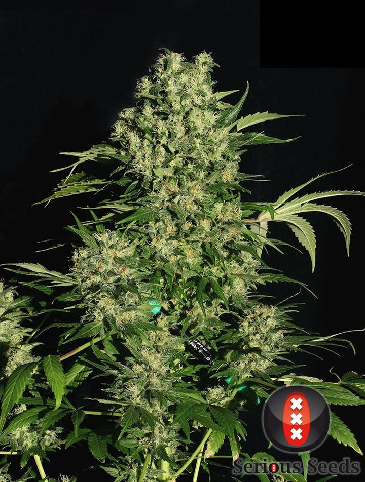 chronic-half-plant---choice-3-pic.jpg