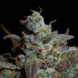 Lemon AK Auto Feminizadas.jpg