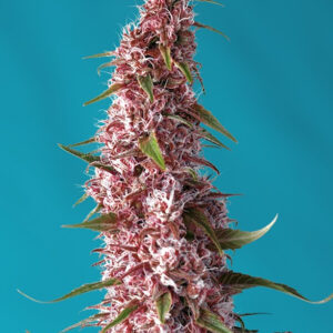 Semillas_CBD_Autoflorecientes_red-pure-auto-cbd_Sweet_Seeds.jpg