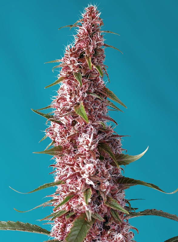 Semillas_CBD_Autoflorecientes_red-pure-auto-cbd_Sweet_Seeds.jpg