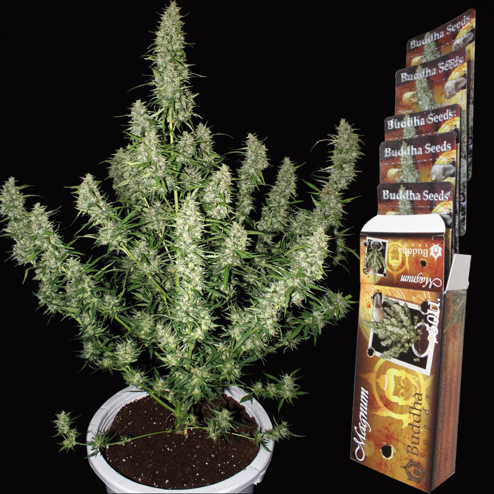 magnum-autofloreciente-buddha-seeds.jpg