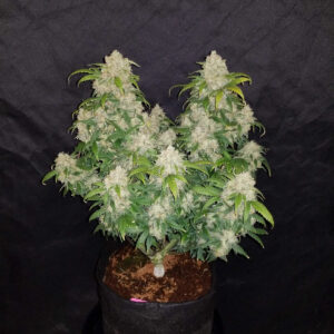 Zkittlez Auto Feminizada.jpg