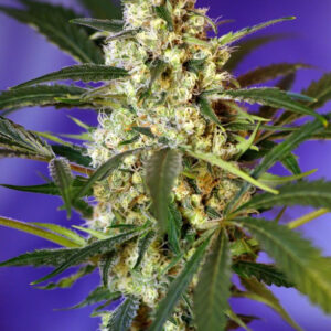 Semillas_AutoFlorecientes_fast-bud-auto_Sweet_Seeds.jpg