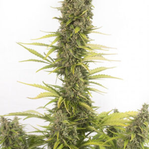 0003203-amnesia-auto-CBD_660x990.jpg
