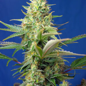 Semillas_CBD_Autoflorecientes_sweet-pure-auto-cbd_Sweet_Seeds.jpg