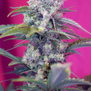 Semillas_Autoflorecientes_cream-mandarine-auto_Sweet_Seeds.jpg