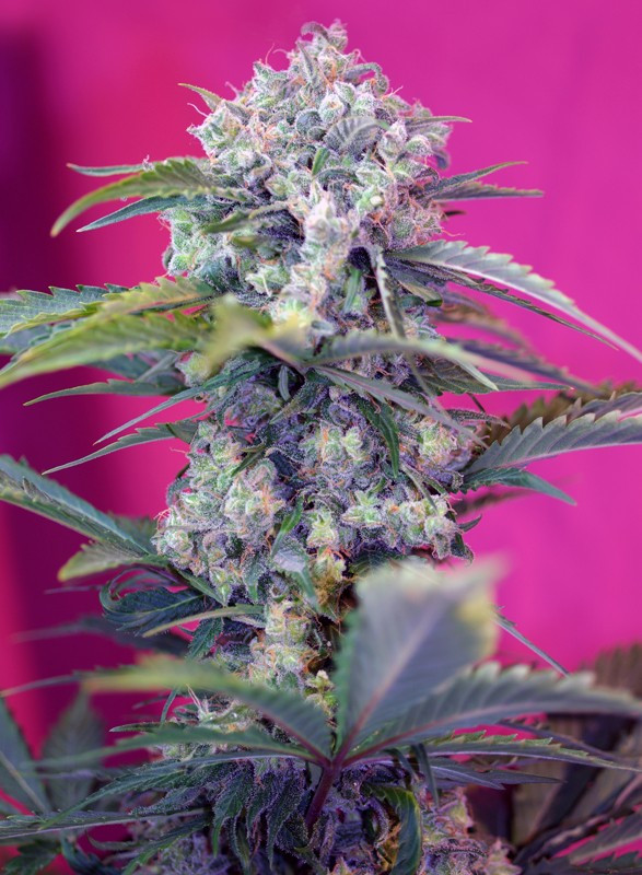 Semillas_Autoflorecientes_cream-mandarine-auto_Sweet_Seeds.jpg