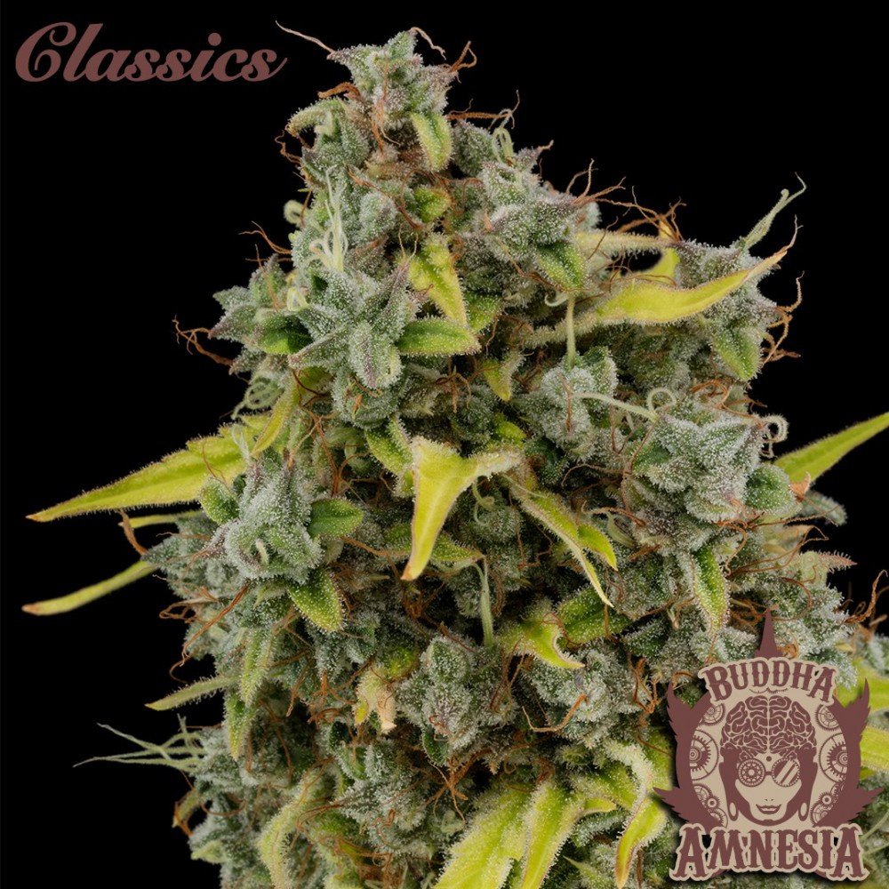 semillas-amnesia-buddha-seeds.jpg