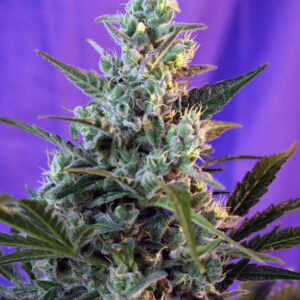 Semillas_Autoflorecientes_sweet-skunk-auto_Sweet_Seeds.jpg