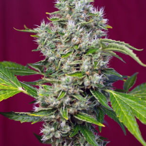 Semillas_Feminizadas_san-fernando-lemon-kush_Sweet_seeds.jpg