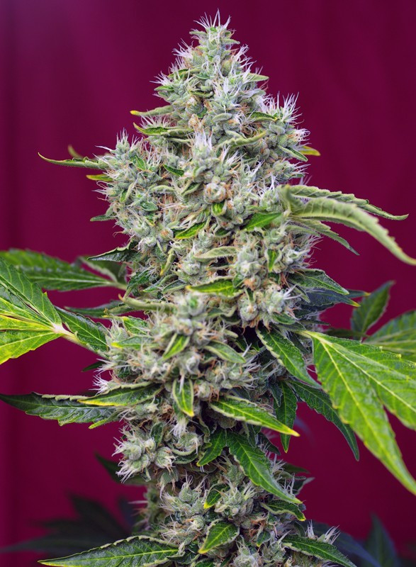 Semillas_Feminizadas_san-fernando-lemon-kush_Sweet_seeds.jpg