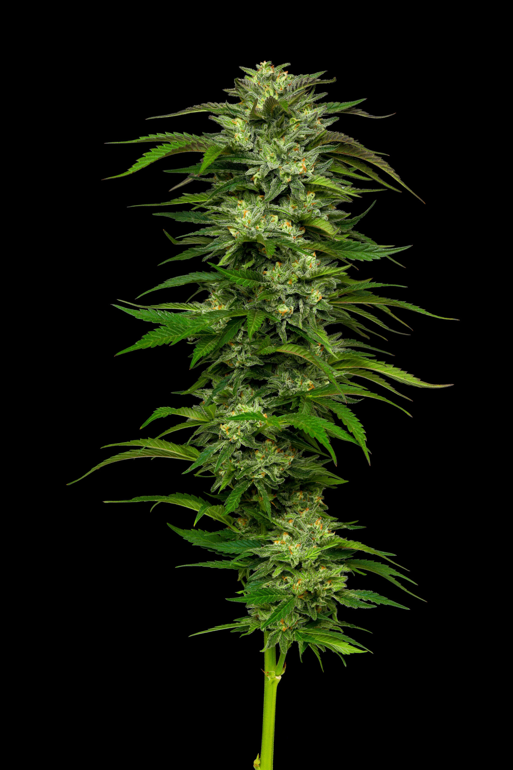 DREAM QUEEN FEMINIZADAS.jpg