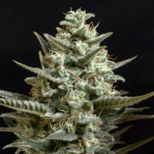 SWEET BILBO FEMINIZADA.jpg