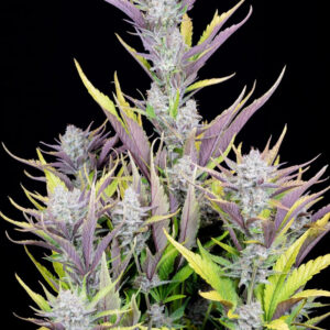 Wedding Glue Auto Feminizadas.jpg