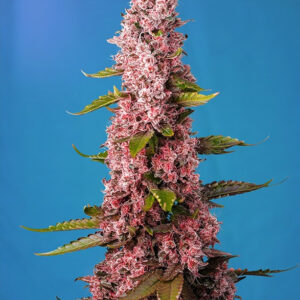 Semillas_Feminizadas_red-hot-cookies_Sweet_Seeds.jpg