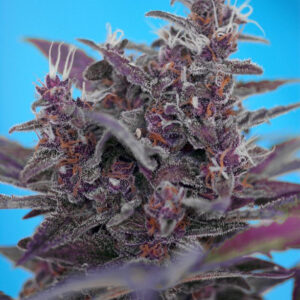 Semillas_Autoflorecientes_black-cream-auto_Sweet_seeds.jpg