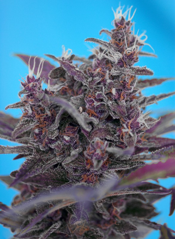 Semillas_Autoflorecientes_black-cream-auto_Sweet_seeds.jpg
