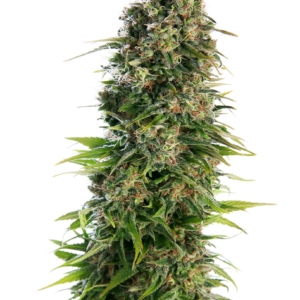 hindu-kush-autofloracion-xl.png