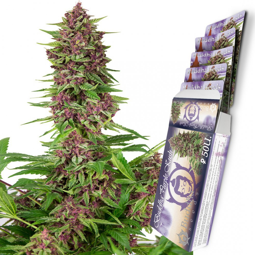 buddha-purple-kush(1).jpg