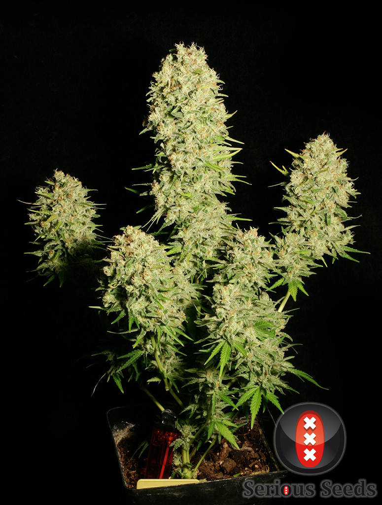 chronic-whole-plant---choice-2-pic.jpg