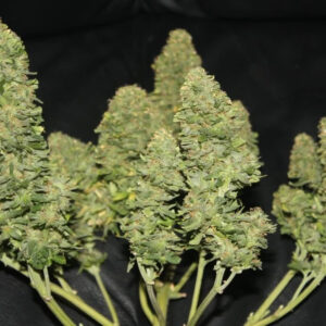 West Coast O.G. Auto Feminizada.jpg