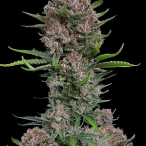 Gorilla Punch Auto Feminizadas.jpg