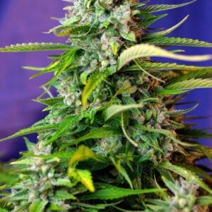 Semillas_Autoflorecientes_jack-47-auto_Sweet_Seeds.jpg