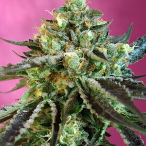 Semillas_CBD_Autoflorecientes_sweet-nurse-auto-cbd_Sweet_Seeds.jpg