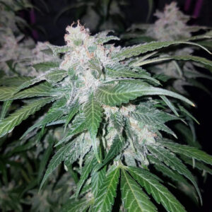 Tangie Auto Feminizadas.jpg