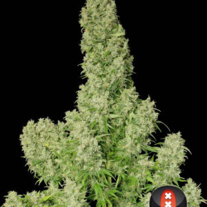 white-russian-whole-plant---choice-2-pic.jpg