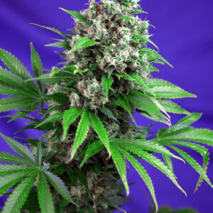 Semillas_Feminizadas_killer-kush-f1-fast-version_Sweet_Seeds.jpg