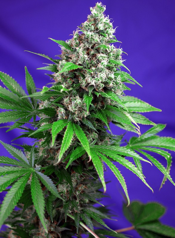Semillas_Feminizadas_killer-kush-f1-fast-version_Sweet_Seeds.jpg