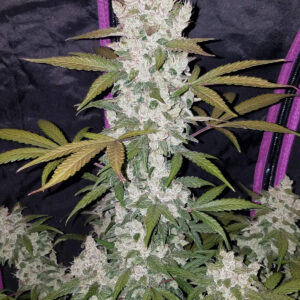 Girl Scout Cookies Auto Feminizadas.jpg