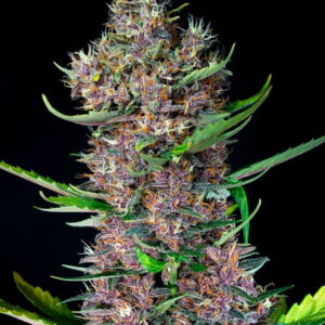 Semillas_Autoflorecientes_red-poison-auto_Sweet_Seeds.jpg