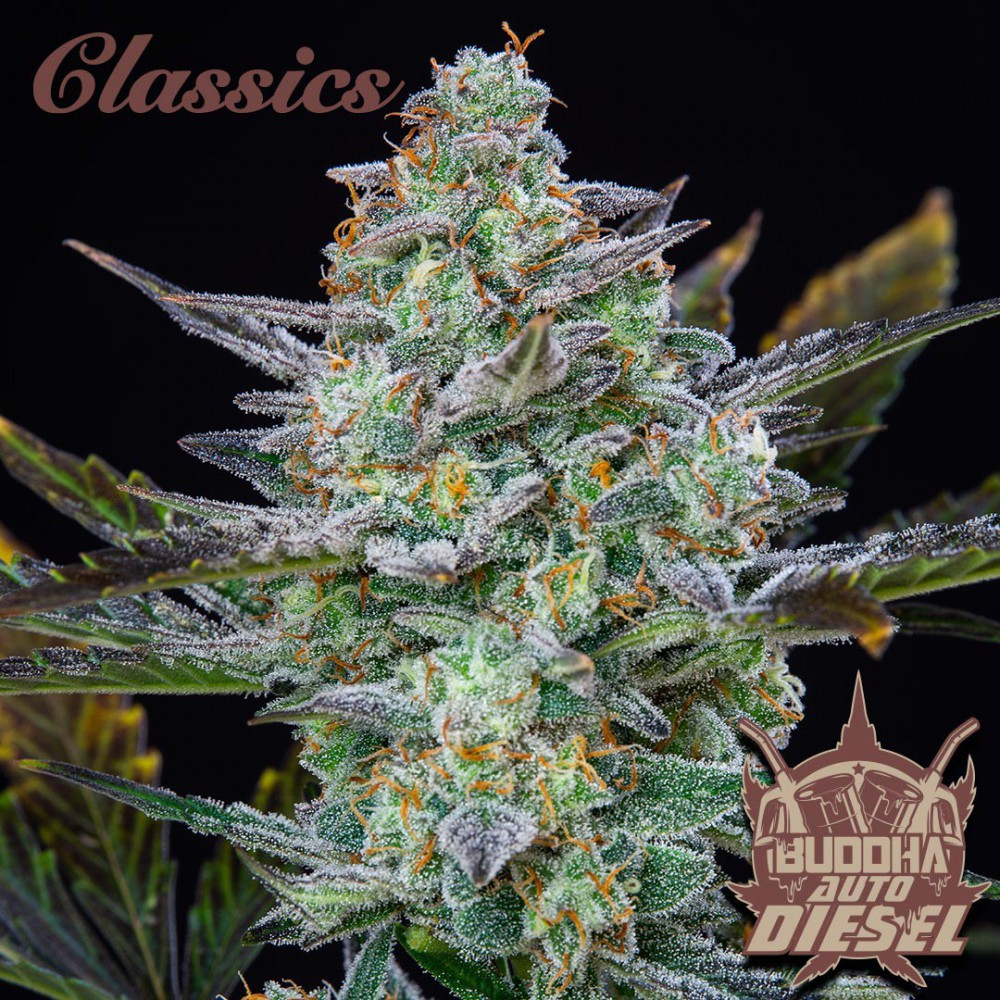 diesel-autofloreciente-buddha-seeds.jpg