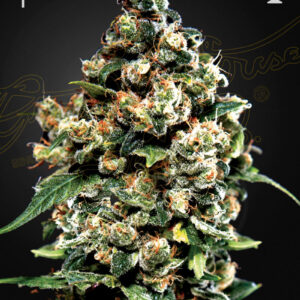 JackHerer Seed Feminizada.jpg
