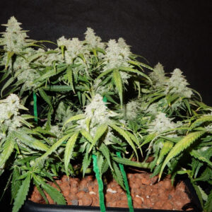 Green Crack Auto Feminizada.jpg