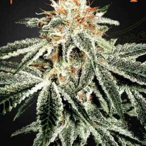 WhiteWidow_6cg5-65.feminizada.jpg