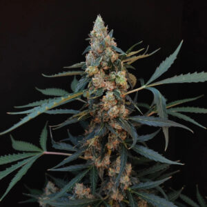 Northern Lights Auto Feminizada.jpg