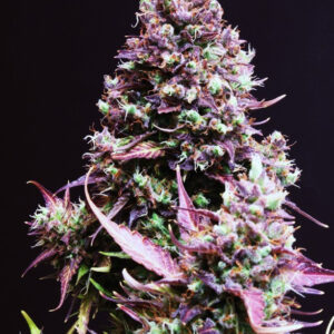 Semillas_Autoflorecientes_cream-caramel-auto_Sweet_Seeds.jpg