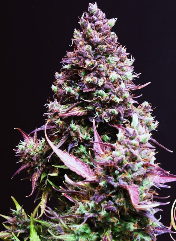 Semillas_Autoflorecientes_cream-caramel-auto_Sweet_Seeds.jpg