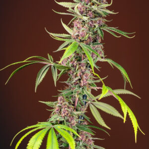Semillas_Feminizadas_red-mandarine-f1-fast-version_Sweet_Seeds.jpg