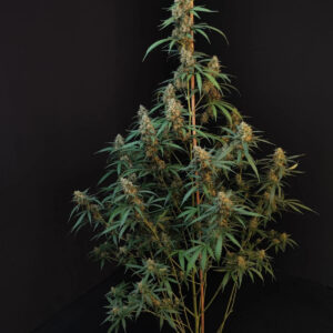 Cheese Auto Feminizada.jpg