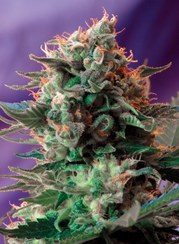 Semillas_Feminizadas_jack-47_Sweet_seeds.jpg