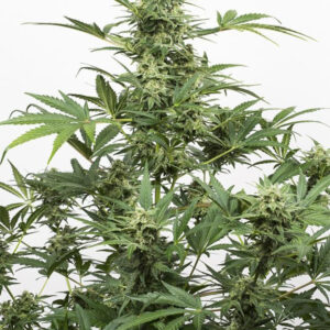 0003130-industrial-plant-auto-CBD_660x990 (1).jpg